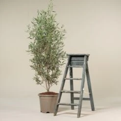 Olea Europaea – Bush Form 15 Olea Europaea – Bush Form -The Palm Centre Store OEU B 6 scaled 1