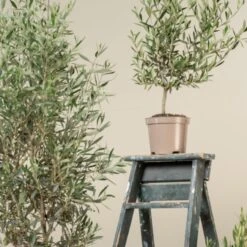 Olea Europaea – Bush Form 14 Olea Europaea – Bush Form -The Palm Centre Store OEU B 8 scaled 1