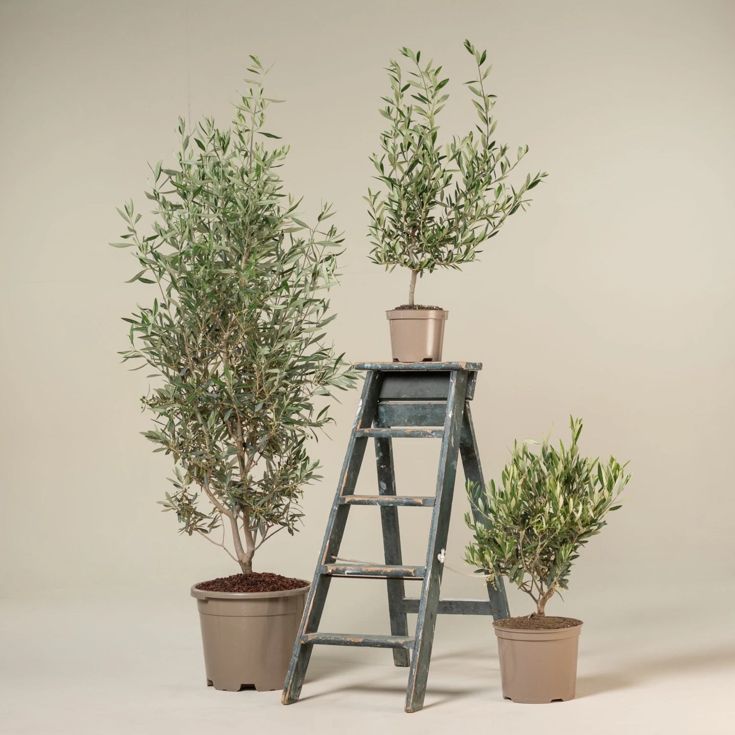 Olea Europaea – Bush Form 1 Olea Europaea – Bush Form