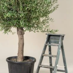 Olea Europaea – Mature 9 Olea Europaea – Mature -The Palm Centre Store OEU M30 10 scaled 1