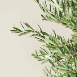 Olea Europaea – Bonsai Form -The Palm Centre Store OEU M30 8 scaled 2