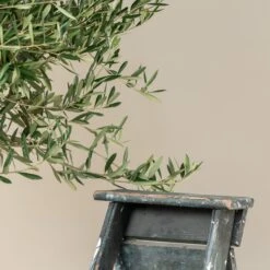 Olea Europaea – Mature 8 Olea Europaea – Mature -The Palm Centre Store OEU M30 9 scaled 1