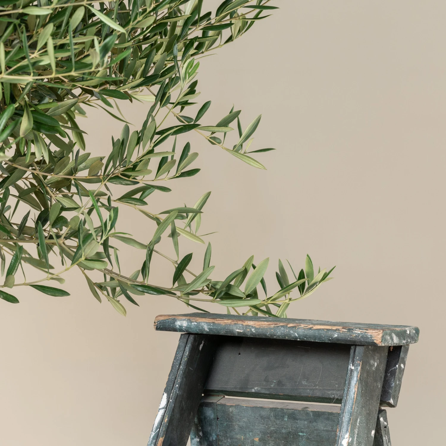 Olea Europaea – Mature 4 Olea Europaea – Mature - Image 4