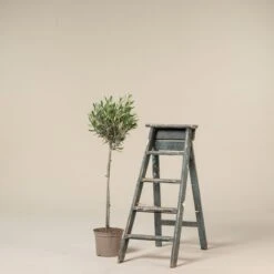 Olea Europaea – Topiary -The Palm Centre Store OEU QS6 scaled 1