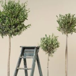 Olea Europaea – Topiary -The Palm Centre Store OEU T 2 scaled 1