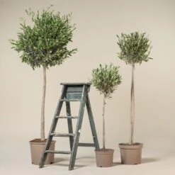 Olea Europaea – Topiary