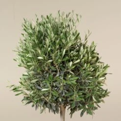 Olea Europaea – Topiary -The Palm Centre Store OEU T 6 scaled 1