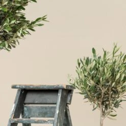 Olea Europaea – Topiary -The Palm Centre Store OEU T scaled 1