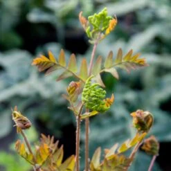 Osmunda Regalis -The Palm Centre Store ORE 4 scaled 1