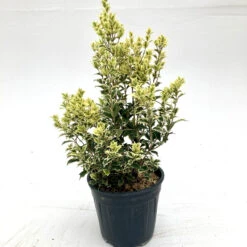 Osmanthus Heterophyllus ‘Variegatus’