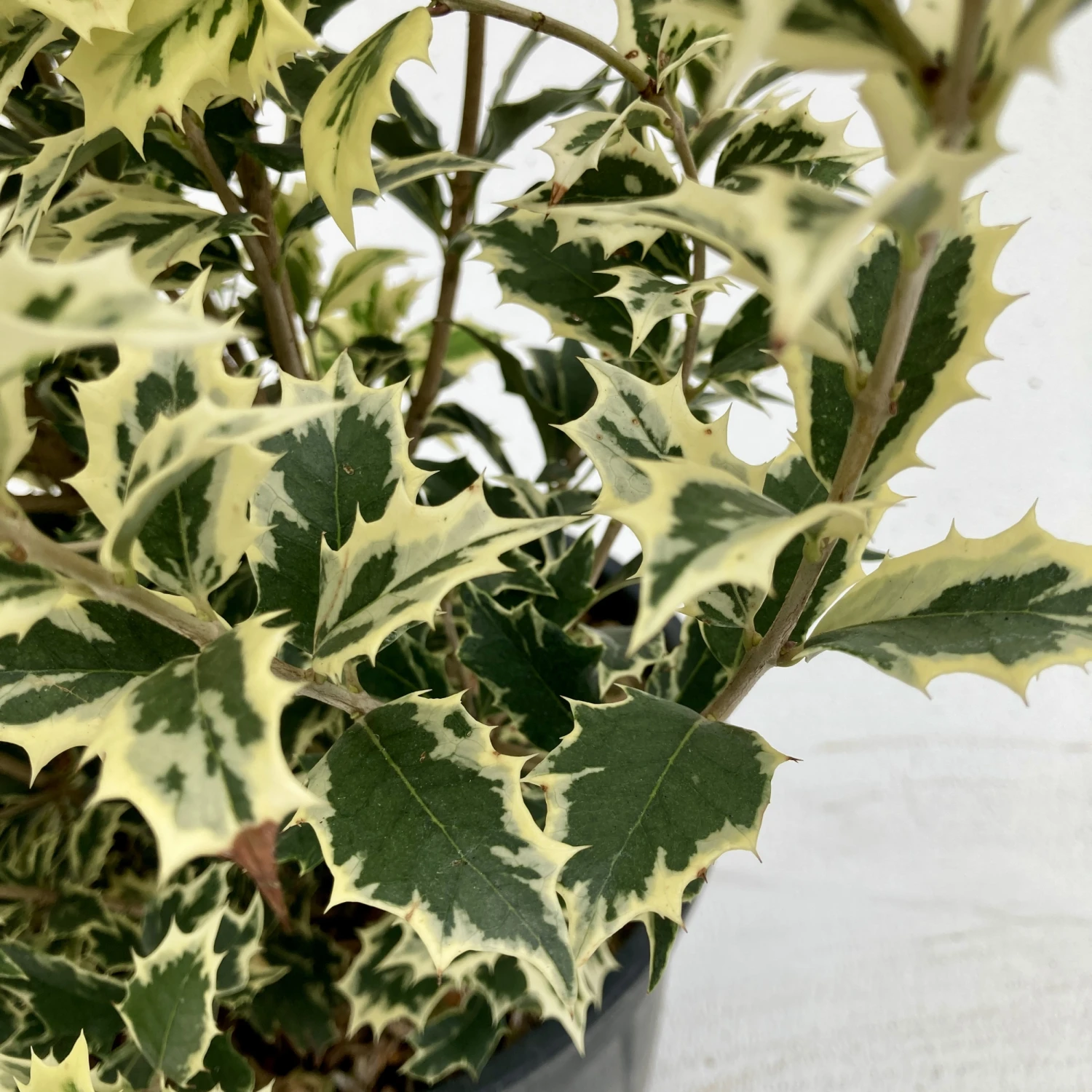 Osmanthus Heterophyllus ‘Variegatus’ 2 Osmanthus Heterophyllus ‘Variegatus’ - Image 2