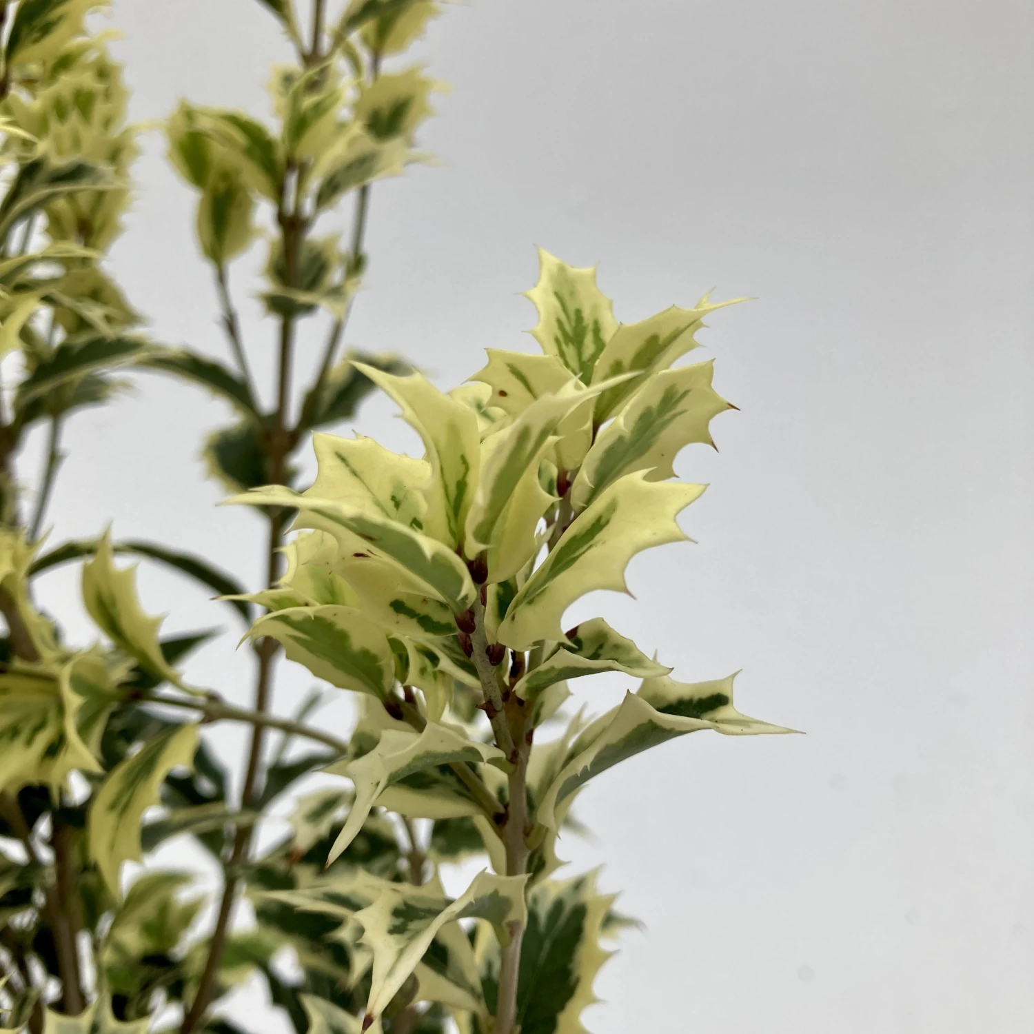 Osmanthus Heterophyllus ‘Variegatus’ 3 Osmanthus Heterophyllus ‘Variegatus’ - Image 3