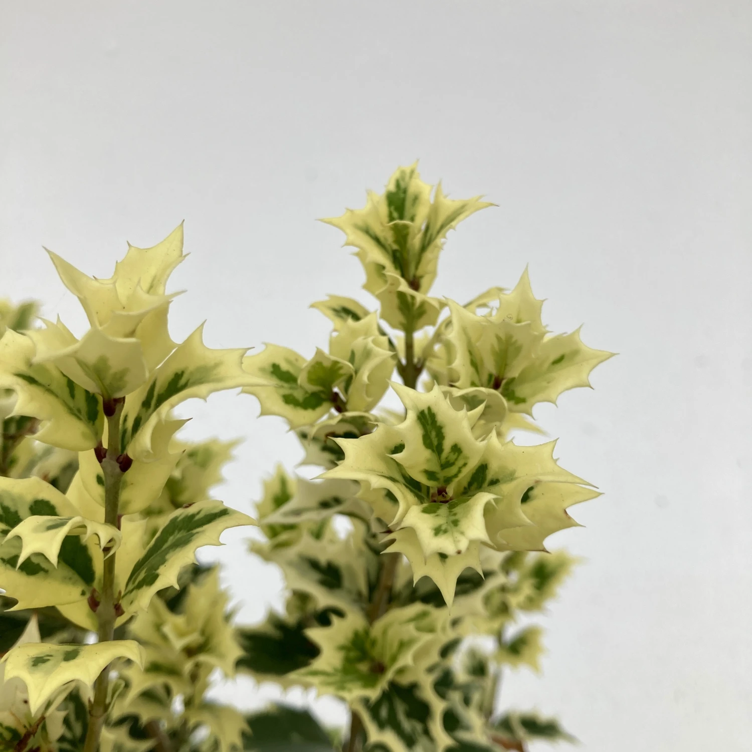 Osmanthus Heterophyllus ‘Variegatus’ 4 Osmanthus Heterophyllus ‘Variegatus’ - Image 4