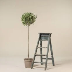 Olea Europaea – Topiary -The Palm Centre Store OUE H10 scaled 1