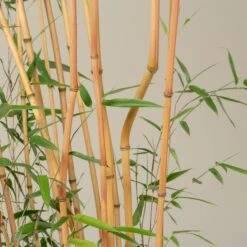 Phyllostachys Aureosulcata ‘Aureocaulis’ -The Palm Centre Store PAA 19 scaled 1