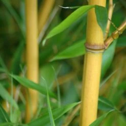 Phyllostachys Aureosulcata ‘Aureocaulis’ -The Palm Centre Store PAA 2 scaled 1