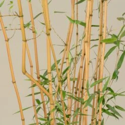 Phyllostachys Aureosulcata ‘Aureocaulis’ -The Palm Centre Store PAA 25 scaled 1