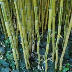 Phyllostachys Aureosulcata ‘Spectabilis’ -The Palm Centre Store PAS 2 scaled 1