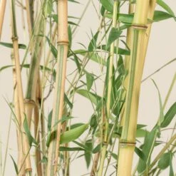 Phyllostachys Aureosulcata ‘Spectabilis’ -The Palm Centre Store PAS 8 scaled 1