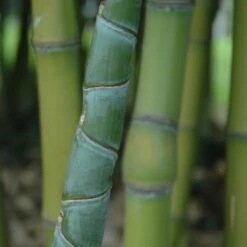 Phyllostachys Aurea -The Palm Centre Store PAU 1 scaled 1