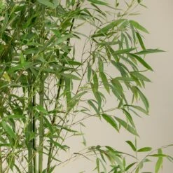 Phyllostachys Aurea -The Palm Centre Store PAU 12 scaled 1