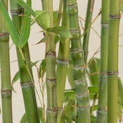 Phyllostachys Aurea -The Palm Centre Store PAU 14 scaled 1