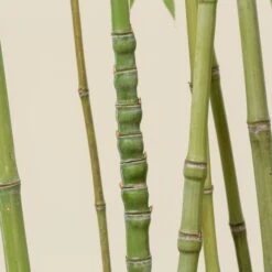 Phyllostachys Aurea -The Palm Centre Store PAU 15 scaled 1