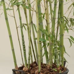 Phyllostachys Aurea -The Palm Centre Store PAU 17 scaled 1