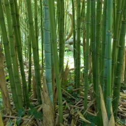 Phyllostachys Aurea -The Palm Centre Store PAU 2 scaled 1