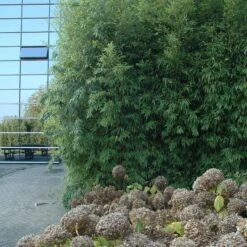 Phyllostachys Aurea -The Palm Centre Store PAU 3 scaled 1