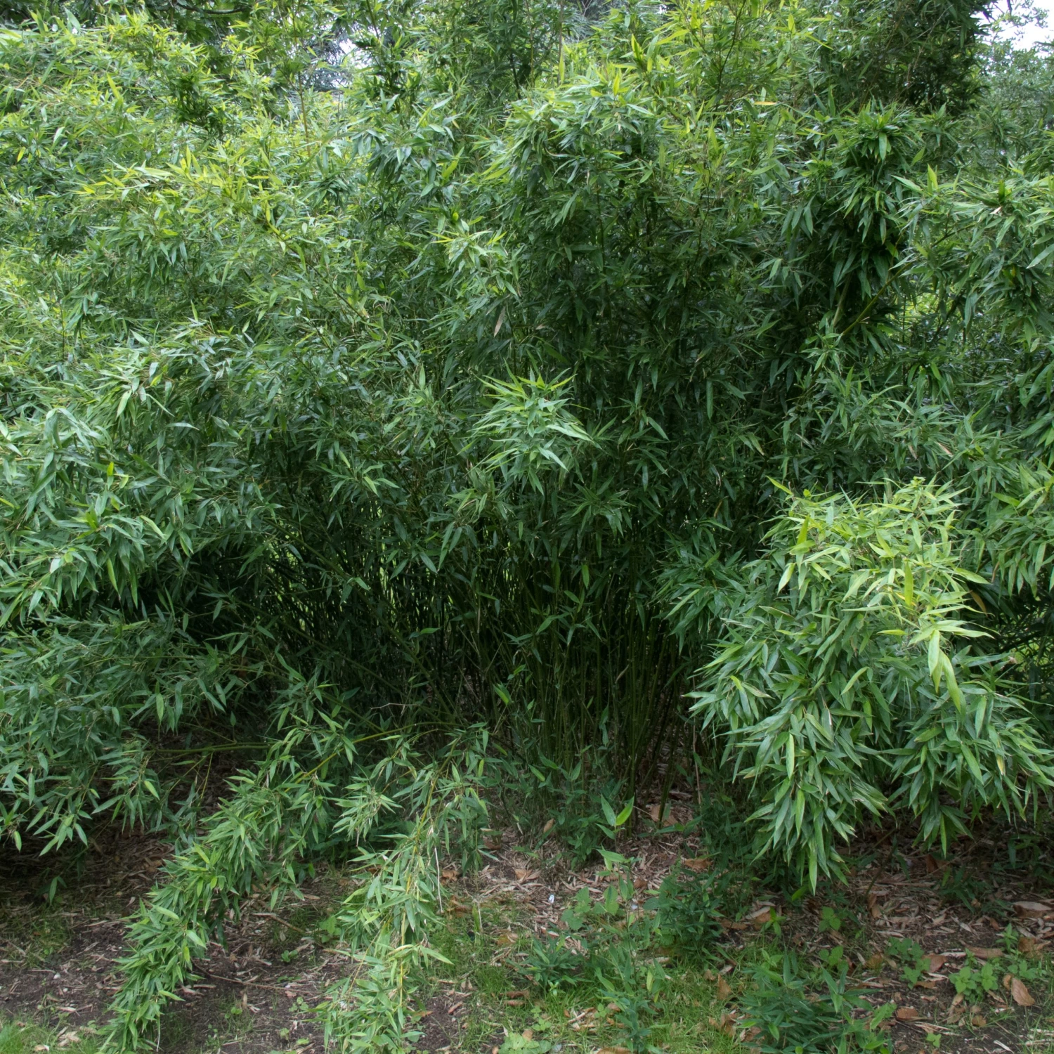 Phyllostachys Bissettii 7 Phyllostachys Bissettii - Image 7