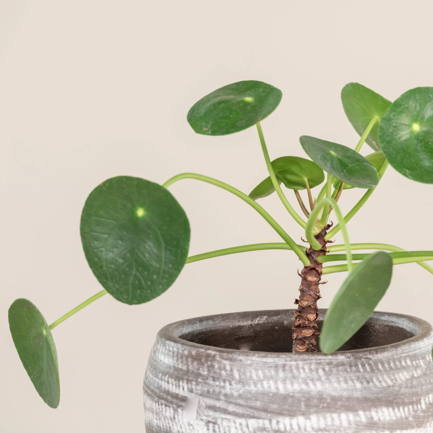 Pilea Peperomioides 2 Pilea Peperomioides - Image 2