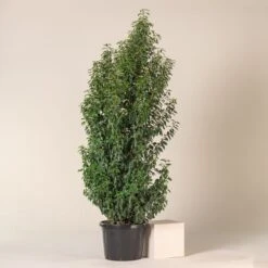 Prunus Lusitanica ‘Angustifolia’ -The Palm Centre Store PLA 45 4 scaled 1