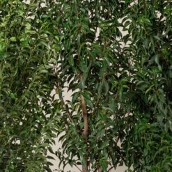 Prunus Lusitanica ‘Angustifolia’ – Standard -The Palm Centre Store PLA 7 scaled 1