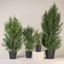 Prunus Lusitanica ‘Angustifolia’ – Standard -The Palm Centre Store PLA 8 scaled 1