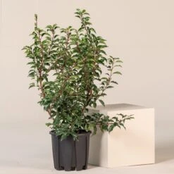 Prunus Lusitanica ‘Angustifolia’ -The Palm Centre Store PLA 9 1 scaled 1