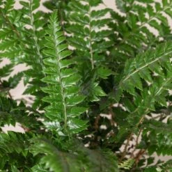 Polystichum Neolobatum -The Palm Centre Store PNE 3 2 scaled 1