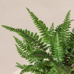 Polystichum Neolobatum -The Palm Centre Store PNE 3 3 scaled 1