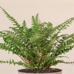 Polystichum Neolobatum -The Palm Centre Store PNE 3 4 scaled 1