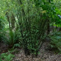 Phyllostachys Nigra -The Palm Centre Store PNI 1 scaled 1