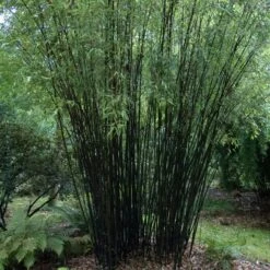 Phyllostachys Nigra -The Palm Centre Store PNI 2 scaled 1