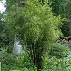 Phyllostachys Nigra -The Palm Centre Store PNI 3 scaled 1
