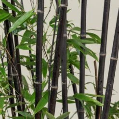 Phyllostachys Nigra -The Palm Centre Store PNI 31 scaled 1