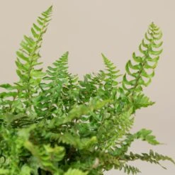 Polystichum Munitum 9 Polystichum Munitum -The Palm Centre Store POM 1 scaled 1