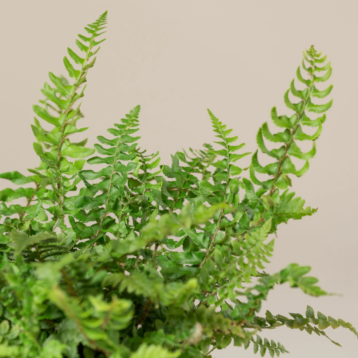 Polystichum Munitum 3 Polystichum Munitum - Image 3