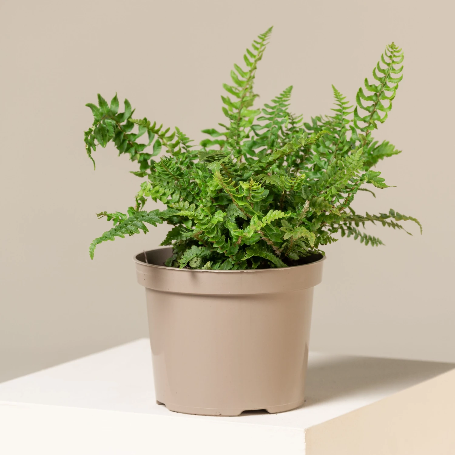 Polystichum Munitum 1 Polystichum Munitum