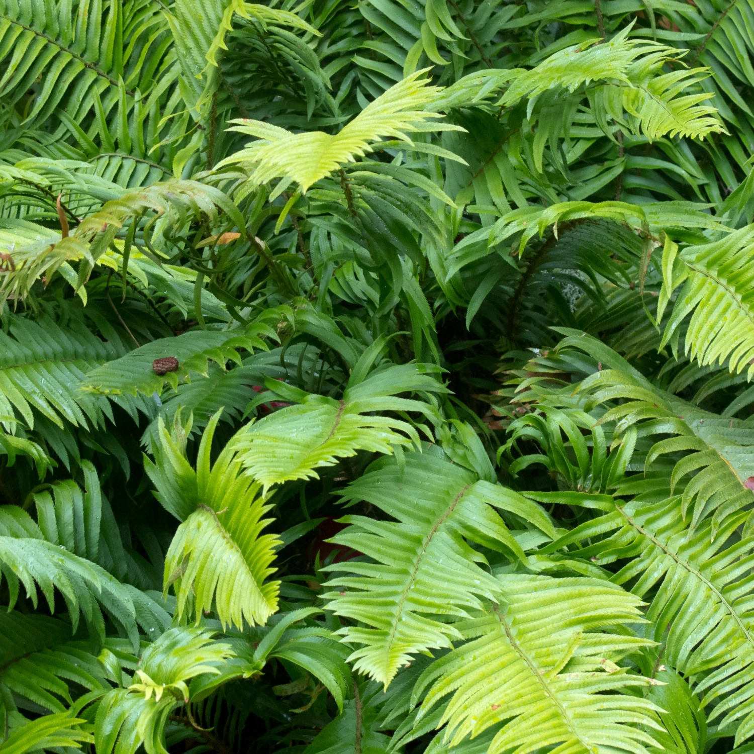 Polystichum Munitum 7 Polystichum Munitum - Image 7