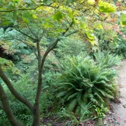 Polystichum Munitum 12 Polystichum Munitum -The Palm Centre Store POM 6 scaled 1