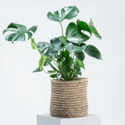 Monstera Deliciosa -The Palm Centre Store PPE 5