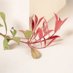 Photinia X Fraseri ‘Robusta Compacta’ -The Palm Centre Store PRC 9 2 3 scaled 1